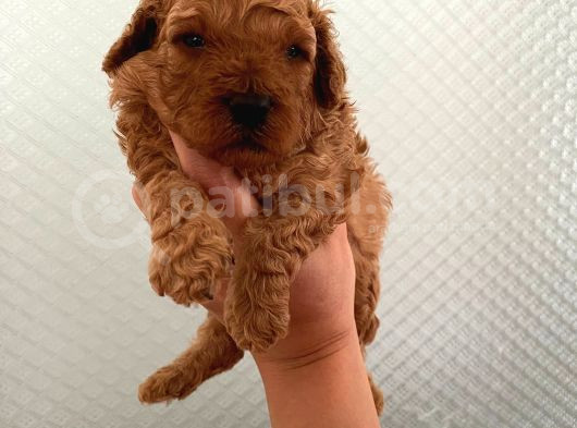 Evde Bakılan Sağlık Ve Irk Garantili Poodle Bebek görsel