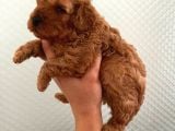 Evde Bakılan Sağlık Ve Irk Garantili Poodle Bebek
