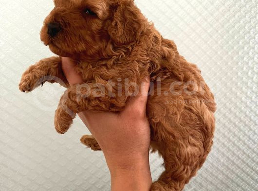 Evde Bakılan Sağlık Ve Irk Garantili Poodle Bebek görsel