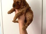 Anne Altından Safkan Toy Poodle Yavrularım