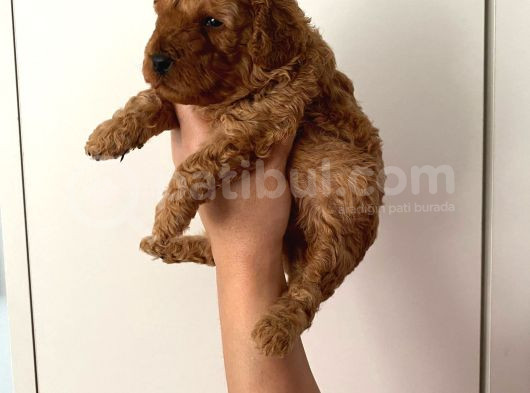 Anne Altından Safkan Toy Poodle Yavrularım görsel