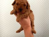 Evde Bakılan Sağlık Ve Irk Garantili Poodle Bebek