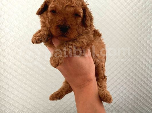 Evde Bakılan Sağlık Ve Irk Garantili Poodle Bebek görsel