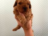 Evde bakılan sağlık ve ırk garantili poodle bebek
