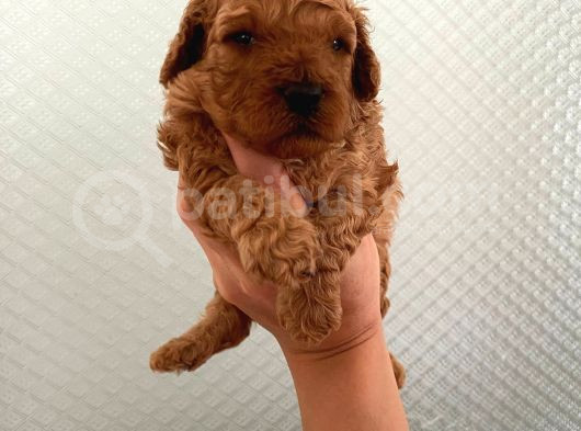 Evde Bakılan Sağlık Ve Irk Garantili Poodle Bebek