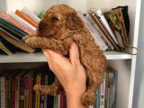 Wc Eğitimli Akıllı Toy Poodle Bebeklerim