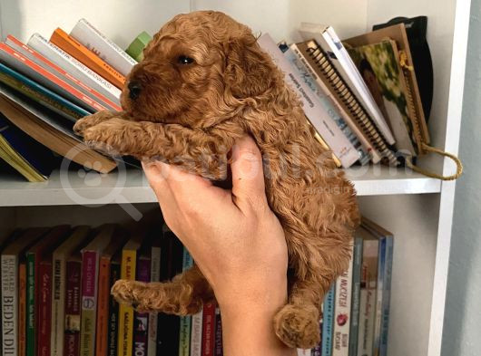 Wc Eğitimli Akıllı Toy Poodle Bebeklerim görsel