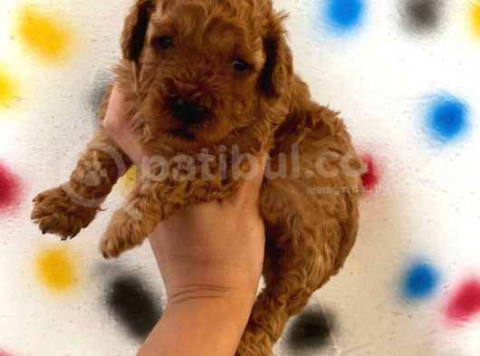 Ev Doğumlu Sağlık Garantili Orjinal Poodle Kuzular