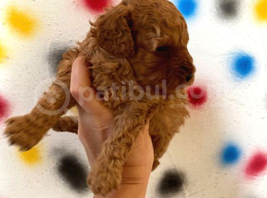 Ev Doğumlu Sağlık Garantili Orjinal Poodle Kuzular görsel