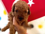 Minnak Poodle Kuzularım Pet Eğitimli