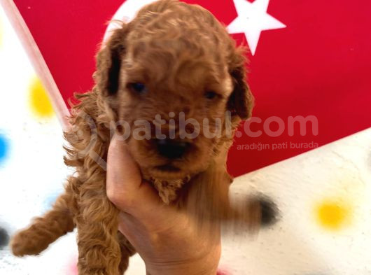 Minnak Poodle Kuzularım Pet Eğitimli
