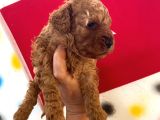 Minnak Poodle Kuzularım Pet Eğitimli
