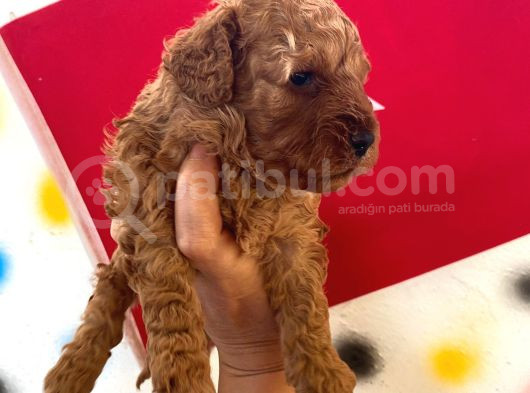 Minnak Poodle Kuzularım Pet Eğitimli görsel