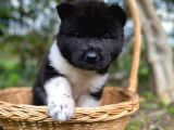 Veteriner kontrolüyle garantili american akita yavrular