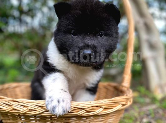 Veteriner Kontrolüyle Garantili American Akita Yavrular
