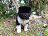 Veteriner Kontrolüyle Garantili American Akita Yavrular