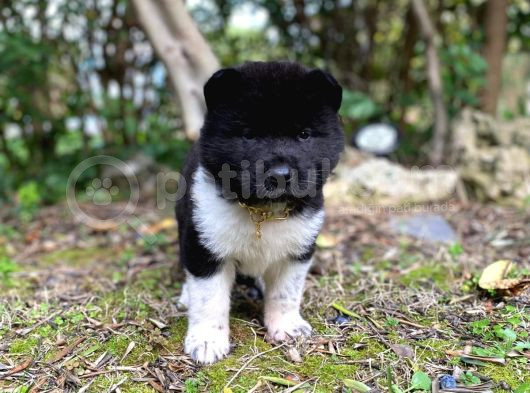 Veteriner Kontrolüyle Garantili American Akita Yavrular görsel