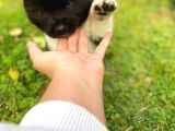 Veteriner Kontrolüyle Garantili American Akita Yavrular