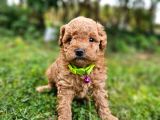 Ev doğumlu poodle Bebek