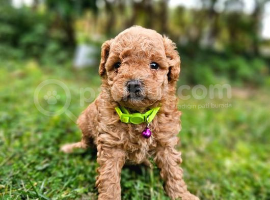 Ev Doğumlu Poodle Bebek