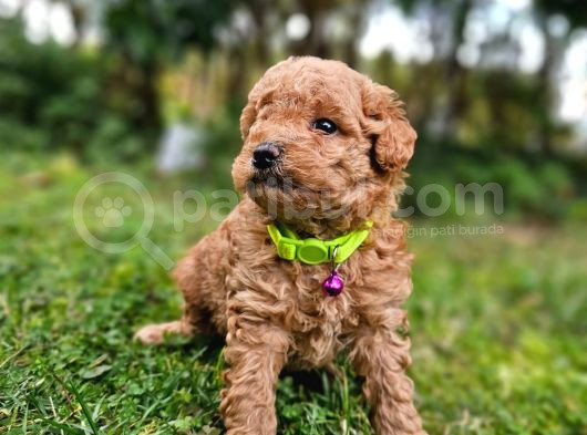 Ev Doğumlu Poodle Bebek görsel
