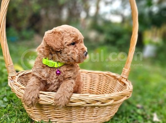 Ev Doğumlu Poodle Bebek görsel
