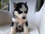 Veterinerden Garantili Husky Yavrular
