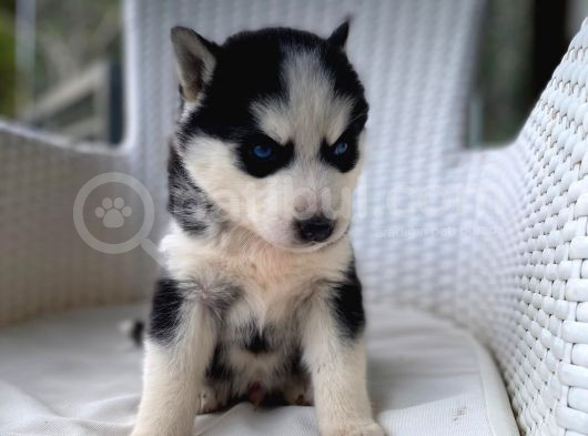 Veterinerden Garantili Husky Yavrular görsel
