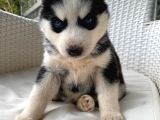 Veterinerden garantili husky yavrular