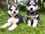 Safkan Veteriner Kontrolüyle Husky Yavrular