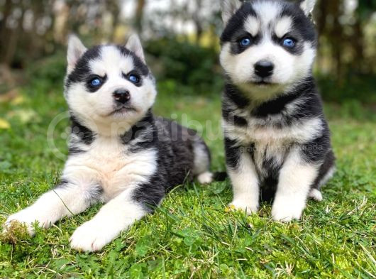 Safkan Veteriner Kontrolüyle Husky Yavrular görsel