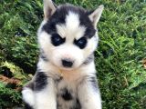 Safkan Veteriner Kontrolüyle Husky Yavrular