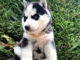 Safkan veteriner kontrolüyle husky yavrular