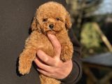 Teddy Surat Toy Poodle Bebeği̇mi̇z
