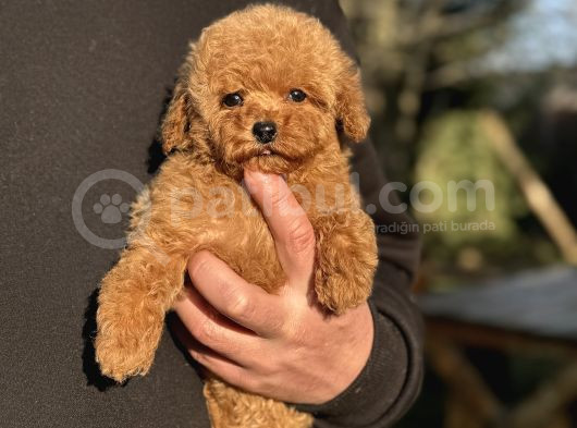 Teddy Surat Toy Poodle Bebeği̇mi̇z görsel