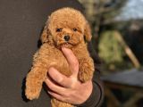 Teddy Surat Toy Poodle Bebeği̇mi̇z