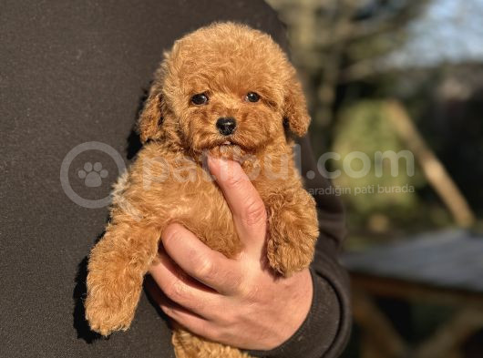 Teddy Surat Toy Poodle Bebeği̇mi̇z görsel