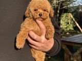 TEDDY SURAT TOY POODLE BEBEĞİMİZ