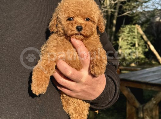 Teddy Surat Toy Poodle Bebeği̇mi̇z