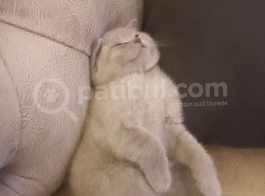 Yeni Yuvasını Arıyor görsel