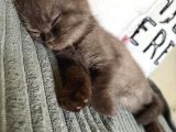 Kahverengi Özel British Shorthair 2 Buçuk Aylık