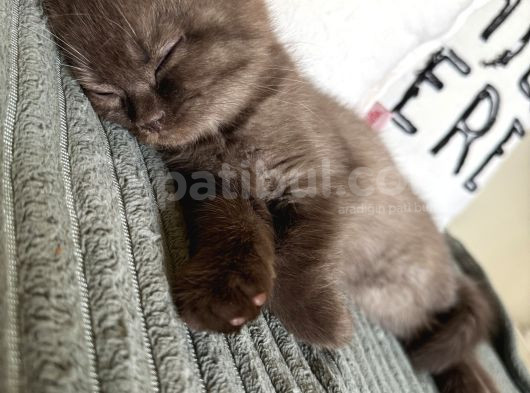 Kahverengi Özel British Shorthair 2 Buçuk Aylık görsel