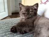 Kahverengi Özel British Shorthair 2 Buçuk Aylık