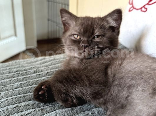 Kahverengi Özel British Shorthair 2 Buçuk Aylık görsel