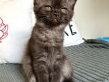 Kahverengi Özel British Shorthair 2 Buçuk Aylık