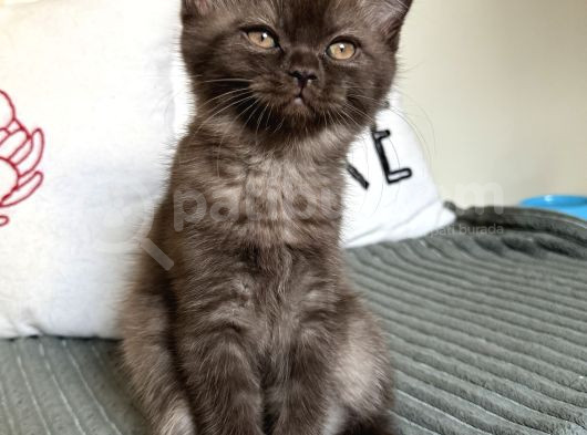Kahverengi Özel British Shorthair 2 Buçuk Aylık görsel
