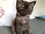 Kahverengi Özel British Shorthair 2 buçuk aylık