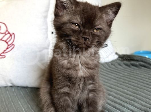 Kahverengi Özel British Shorthair 2 Buçuk Aylık