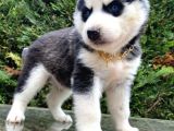 HARİKA ANATOMİK YAPISIYLA ORJİNAL HUSKY YAVRULAR