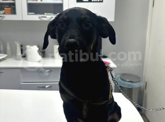 Doberman Rot Kırması görsel